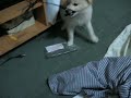 japanese spitz and chow chow crosbreed japanese spitz and chow chow crosbreed