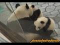 videos de Panda Twin Babies with Mama  双子の子パンダ