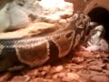 IMA EAT YOU, MY PERSONAL ANIMAL PLANET VIDEO