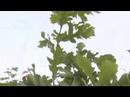 Regeneration_Intervale Regeneration_Intervale