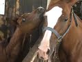 Matityahu boys go horseback riding