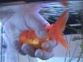 goldfish punch oranda