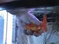 goldfish punch oranda