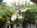 Eros banho de chuva