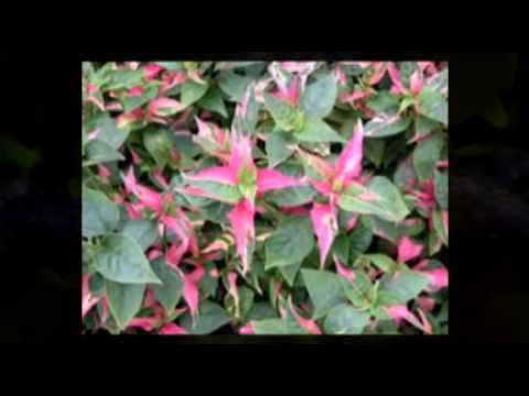 Annual Plants - Take a look at some of the beautiful annual flowers from Garden Harvest Supply. http://www.gardenharvestsupply.com/ProductCart/pc/Buy-Potted-Annual-Flowering...