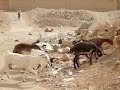 Goats (and sheep) in Tarim Goats (and sheep) in Tarim
