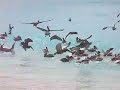 Pelicans and boobies at White Bay