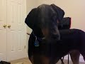 Doberman Puppies Listening to the Phone