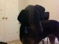 Doberman Puppies Listening to the Phone