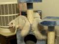 videos de Fairy Dew Persian Cats, www.fairydewsilverpersiancats.com