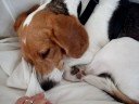 Marbles: Lazy Dog