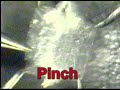 Fruit fly - responses to sensory stimuli Fruit fly - responses to sensory stimuli