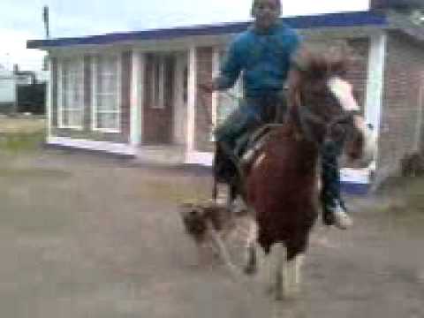 Caballos Reparando
