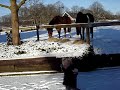 Ilse bij de paarden van de buren