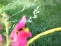 videos de bumble bee!!!!!