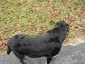 Cookie takes a walk Cookie takes a walk