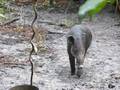 videos de Mountain Cow in Belize Jungle