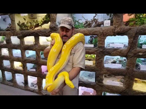 YouTube reptile video