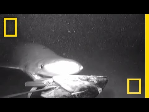 Shark Seen Attacking Deep Bait 