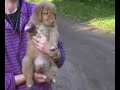 Toller Puppies