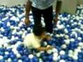 Vittinho na piscina de bolinha!