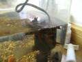 Wake up a crawdad