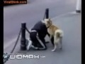 полная зоофилия