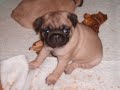mops-hermelien.html