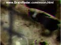 \"Alien Spacecraft on Moon Video \" Analyzed