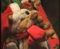Merry xmas by singing squirrels - Scoiattoli canterini Merry xmas by singing squirrels - Scoiattoli canterini