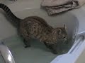Splish Splash, My Cat Takes a Bath Splish Splash, My Cat Takes a Bath