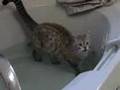 Splish-Splash,-My-Cat-Takes-a-Bath