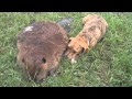 Click to View : So animals are sensitive to loss. This dog appears to be mourning the loss ,of his buddy the beaver.