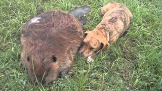 Click to View : So animals are sensitive to loss. This dog appears to be mourning the loss ,of his buddy the beaver.