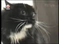 Talking Cat