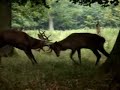 Play Fighting Young Stags (Denmark 2007)