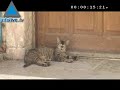 Minute Infolive.tv - Ruelles sinueuses et jardins cachés du
