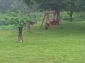 Rufus our Cat stalking a doe