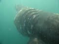 Basking shark off Beadnell