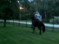 Don Juan de Mount Olive Farms paso fino