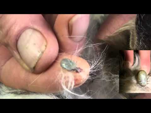 video-linktoworks-Pulling a Tick Off a cat - YouTube