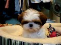 HONEY MY SHIH TZU SAYS - leave britney alone! HONEY MY SHIH TZU SAYS - leave britney alone!