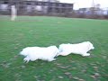 DSCN2585.MOV