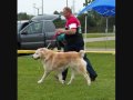 Best in Show Central Asian Shepherd UKC Dog show Welland Ontario Guardian Group