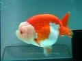 jade head,red eyed ranchu jade head,red eyed ranchu
