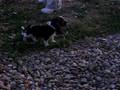 videos de Jasper & Race Car - Nov 17th - 3
