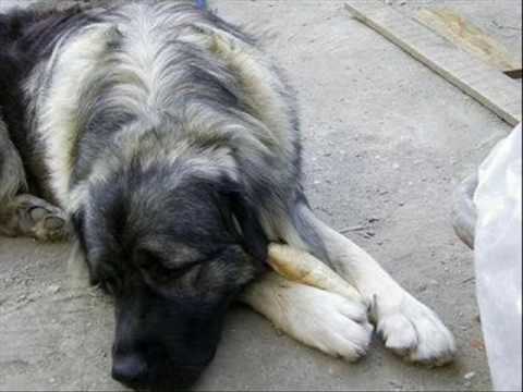 Baronek.wmv