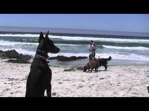 Doberman Pinser