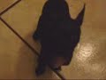 Blacky el chihuahua cantante!