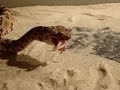Crotalus feeding! Crotalus feeding!